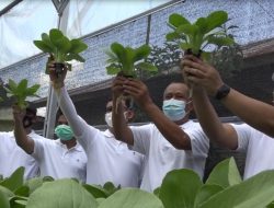 PJB-UBJOM bersama UPDK Palangkaraya Inisiasi Pemulihan Ekonomi di Tengah Pandemi COVID-19 dengan Tanaman Hydroponic