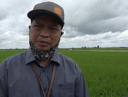 BPTP Banjarbaru Kembangkan Budidaya Ikan Air Tawar di Lokasi Food Estate