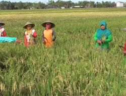 Cuaca Extreem dan dampak bagi Pelaksanaan Program Food Estate di Kalteng