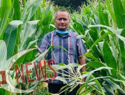 Kembangkan Komoditi Jagung untuk Sukseskan Ketahanan Pangan Nasional