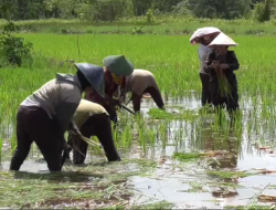 Berjuang Ditengah Pandemi Bersama Petani Tradisional