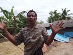 Saat Petani Berjuang Melawan Hama Tikus dan Burung di Lokasi Food Estate