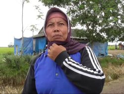 Petani di Lokasi Food Estate Bergairah, Hasil Panen Melimpah