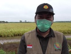 BALLITRA Kawal Perkembangan Petani di Lokasi Food Estate