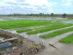 Pemda Diminta Bangkitkan Semangat Petani