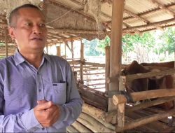 Pulang Pisau Penyuplai Daging Terbesar ke – 2 di Kalimantan Tengah