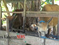 Sapi Luar Daerah di Larang Masuk