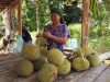Musim Durian Tiba, Sensasi Makan Buah Durian Langsung di Bawah Pohonnya