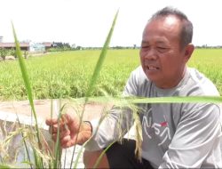 Petani Kawasan Food Estate Keluhkan Hama Potong Leher, 50 Persen Menurun