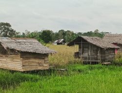 Petani Lokal Harapkan Perhatian Pemerintah atas Olah Lahan