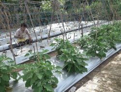 Cuaca Tidak Menentu Hasil Panen Sayur Kurang Maksimal