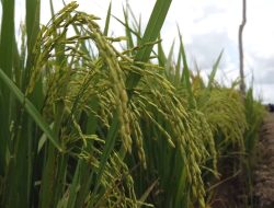 Maksimalkan Peran Penyuluh Dukung Kemajuan Food Estate