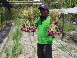 Perdana Uji Coba, Tanam Bawang Merah dilahan Pasir Kalteng