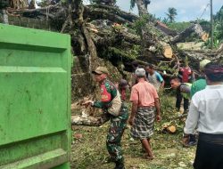 Pohon Asem Berusia Ratusan Tahun di Nusa Penida, Tumbang