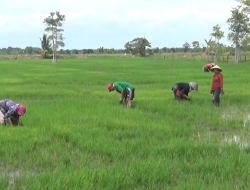 Bina Petani untuk Tingkatkan Hasil Panen