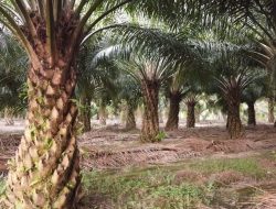 Perkebunan Kelapa Sawit Dominasi Potensi Investasi di Pulang Pisau