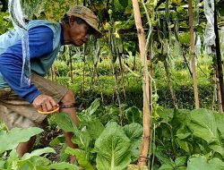 Mencoba Keberuntungan Olah Tanam Sayur Mayur