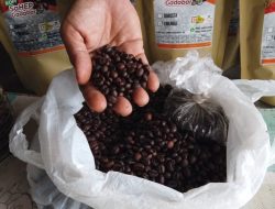 Home Industri Kopi Pangkuh Lesu Pemasaran