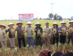 Panen Padi Varitas Baru oleh Wakil Gubernur Kalteng, Perkuat Program Food Estate