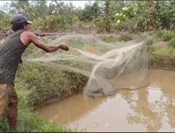 Merangkai Sukses dengan Menggeluti Budidaya Ikan Air Tawar