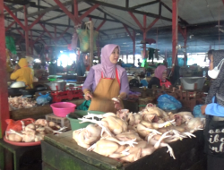 Sejumlah Kebutuhan Naik, Ayam Ras Masih Stabil