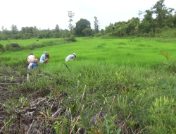 Produktivitas Padi di Seruyan Hilir Tidak Terganggu Kondisi Cuaca