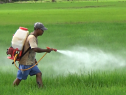 Petani Ingin Pupuk Subsidi Wajib Membuat RDKK