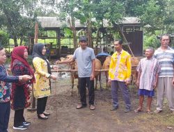 Pemkab salurkan Bantuan Hewan Ternak Sapi ke Tahai Jaya