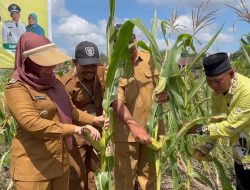 Panen Perdana Jagung di Sebangau Mulya