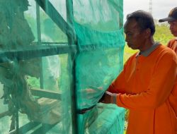 Mengenal Maggot untuk Kehidupan Ekosistem Alam