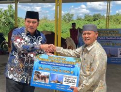 Sapi Kurban dari Presiden Untuk Pulpis
