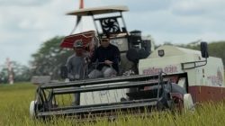 Bupati Panen di Lahan Padi 150 Hektar sebagai Penguatan Program Ketahanan Pangan