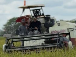 Bupati Panen di Lahan Padi 150 Hektar sebagai Penguatan Program Ketahanan Pangan