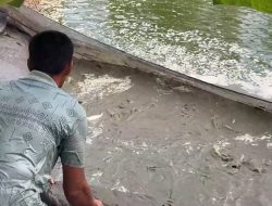 Budidaya Ikan Patin Raup 20 Juta / Kolam