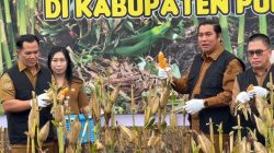 Dukung Ketahanan Pangan, Bupati Panen Jagung Hibryda