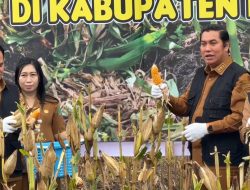 Dukung Ketahanan Pangan, Bupati Panen Jagung Hibryda