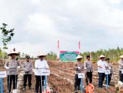 Wabup Pulpis Saat penanaman Jagung di Lahan Seluas 1 Hektar