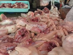 Harga Ayam Ras di Pasar SAIK Naik Hingga Rp 40.000 Perkilogram