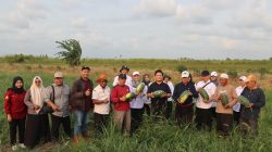 ASW Apresiasi Petani Manfaatkan Lahan Sawah di Musim Kemarau