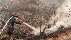 Api Melalap Puluhan Hektar Lahan Produktif, Pemilik Tumbang