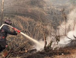 Api Melalap Puluhan Hektar Lahan Produktif, Pemilik Tumbang